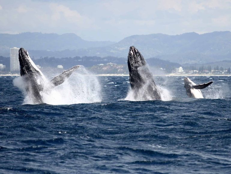 WITH a bumper whale watching season only days away, Spirit of Gold Coast is educating guests to be aware of marine mammal safety with the launch of their unique campaign titled ‘Help Us to Help Our Whales’. The animal conservation campaign aims to encourage guests on board Spirit of Gold Coast to protect whales by reporting infringements made by recreational vessels encountered while on the whale watching expedition. Guests aboard the Spirit of Gold Coast will be able to use information cards on board to report infringements and any activity on the ocean that could be endangering to the whales. Spirit of Gold Coast spokesperson Angela Del Bianco said all boats and recreational vessels in Queensland are required to maintain a distance of 100 metres from a whale or dolphin, while jet skis, jet boats and hovercrafts must not approach within 300 metres. All vessels must abide by a ‘caution zone’ of 300 metres around a whale in which boats cannot travel at speeds of more than six knots or any speed creating a wake, while boats must not approach from in front of, or behind the animal. “The safety and wellbeing of whales is very important to Spirit of Gold Coast, and every season we record and report all infringements that we see out on the Humpback Highway, whether it is a jet ski coming too close, or a boat cutting across the path of a whale,” Ms Del Bianco said. “Last season, we saw more recreational vessels than ever out on the ocean and these vessels must abide by the rules to ensure that not only can they safely enjoy the amazing privilege of watching the whales, but crucially that the humpbacks can prosper in our waters without being disturbed. “As our guests come onboard with Spirit, we are asking them to help us in this mission by taking the time to observe and report if they see anything that could endanger our whales,” she said. Guests can follow three simple steps to report an incident to authorities, including noting details of what happened, contacting the Department of Environment and Heritage Protection, and consulting relevant online resources for more information if required. Spirit of Gold Coast crew are trained to assist guests in making an accurate report with details of the date, time, location, and vessel responsible, along with a full description of how the whales were affected, supported by any photo or video evidence. Vessel strike is one of the main threats to whale populations worldwide with Australia accounting for almost 15 per cent of worldwide incidents, an increase of 8 per cent previously reported. (1) It is estimated that vessel strike rates go largely unreported due to fear of infringement, highlighting the need to evaluate and monitor the human threat to the 30,000 Humpback Whales expected to pass by Gold Coast this year. Studies in recent years indicate that for populations in certain areas, up to one third of whales found dead display signs of having died due to a collision with a boat or ship. Severe injuries may mean that a whale dies as a result many years later, which can also have an impact on the animal’s social group. (2) There is an average 10 per cent increase in the number of whales that pass the Gold Coast each year, often venturing close to the Seaway where they come in contact with smaller recreational vehicles and water sports. To reduce the number of marine mammals injured as a result of vessel strike, boat operators are reminded to adhere to approach distances and caution zones while keeping a diligent lookout of their surroundings and reduce speed. Together with their guests, Spirit of Gold Coast envision contributing in a positive light to educate and inform whale watchers of the guidelines in place to protect and preserve the majestic marine mammals that pass through Gold Coast waters.