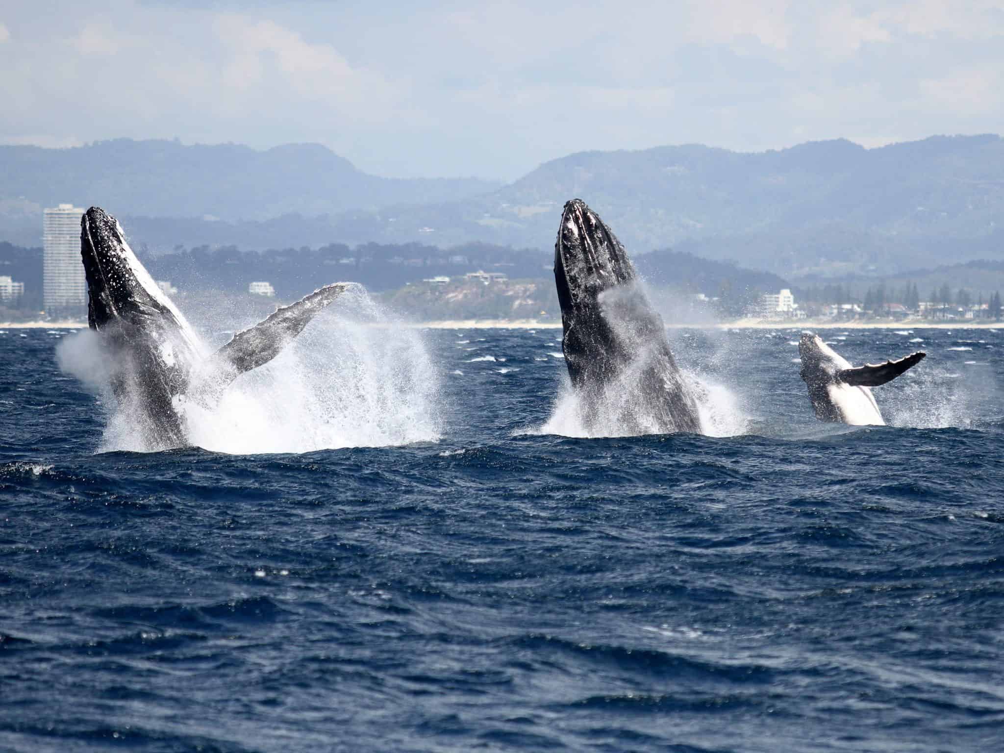 WITH a bumper whale watching season only days away, Spirit of Gold Coast is educating guests to be aware of marine mammal safety with the launch of their unique campaign titled ‘Help Us to Help Our Whales’. The animal conservation campaign aims to encourage guests on board Spirit of Gold Coast to protect whales by reporting infringements made by recreational vessels encountered while on the whale watching expedition. Guests aboard the Spirit of Gold Coast will be able to use information cards on board to report infringements and any activity on the ocean that could be endangering to the whales. Spirit of Gold Coast spokesperson Angela Del Bianco said all boats and recreational vessels in Queensland are required to maintain a distance of 100 metres from a whale or dolphin, while jet skis, jet boats and hovercrafts must not approach within 300 metres. All vessels must abide by a ‘caution zone’ of 300 metres around a whale in which boats cannot travel at speeds of more than six knots or any speed creating a wake, while boats must not approach from in front of, or behind the animal. “The safety and wellbeing of whales is very important to Spirit of Gold Coast, and every season we record and report all infringements that we see out on the Humpback Highway, whether it is a jet ski coming too close, or a boat cutting across the path of a whale,” Ms Del Bianco said. “Last season, we saw more recreational vessels than ever out on the ocean and these vessels must abide by the rules to ensure that not only can they safely enjoy the amazing privilege of watching the whales, but crucially that the humpbacks can prosper in our waters without being disturbed. “As our guests come onboard with Spirit, we are asking them to help us in this mission by taking the time to observe and report if they see anything that could endanger our whales,” she said. Guests can follow three simple steps to report an incident to authorities, including noting details of what happened, contacting the Department of Environment and Heritage Protection, and consulting relevant online resources for more information if required. Spirit of Gold Coast crew are trained to assist guests in making an accurate report with details of the date, time, location, and vessel responsible, along with a full description of how the whales were affected, supported by any photo or video evidence. Vessel strike is one of the main threats to whale populations worldwide with Australia accounting for almost 15 per cent of worldwide incidents, an increase of 8 per cent previously reported. (1) It is estimated that vessel strike rates go largely unreported due to fear of infringement, highlighting the need to evaluate and monitor the human threat to the 30,000 Humpback Whales expected to pass by Gold Coast this year. Studies in recent years indicate that for populations in certain areas, up to one third of whales found dead display signs of having died due to a collision with a boat or ship. Severe injuries may mean that a whale dies as a result many years later, which can also have an impact on the animal’s social group. (2) There is an average 10 per cent increase in the number of whales that pass the Gold Coast each year, often venturing close to the Seaway where they come in contact with smaller recreational vehicles and water sports. To reduce the number of marine mammals injured as a result of vessel strike, boat operators are reminded to adhere to approach distances and caution zones while keeping a diligent lookout of their surroundings and reduce speed. Together with their guests, Spirit of Gold Coast envision contributing in a positive light to educate and inform whale watchers of the guidelines in place to protect and preserve the majestic marine mammals that pass through Gold Coast waters.