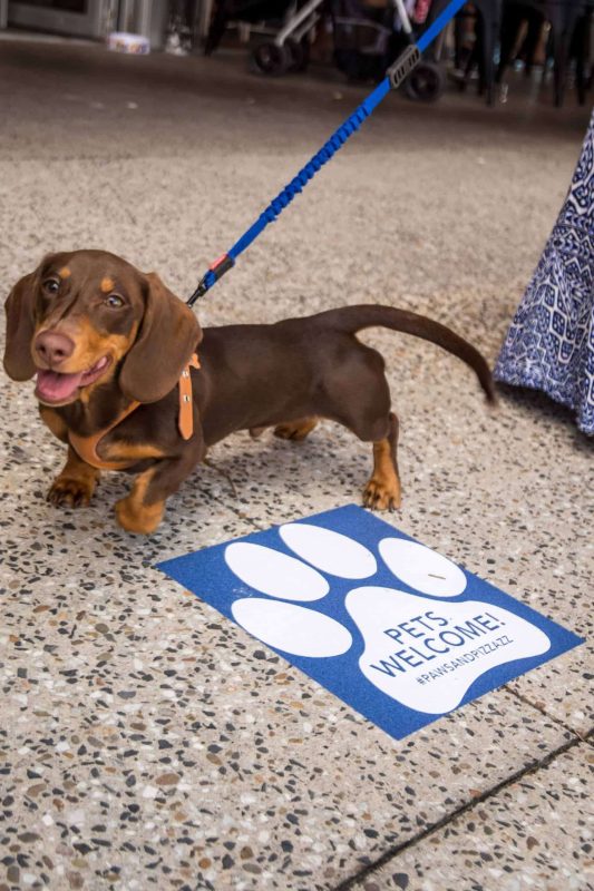 Bring your pets to play for Sanctuary Cove's Paws & Pizzazz