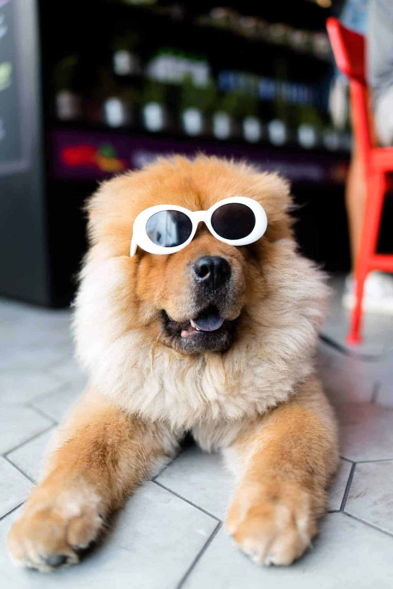 Five Aussie dogs  to follow on Instagram