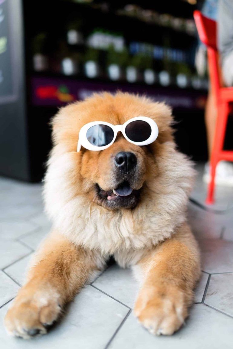 Five Aussie dogs  to follow on Instagram