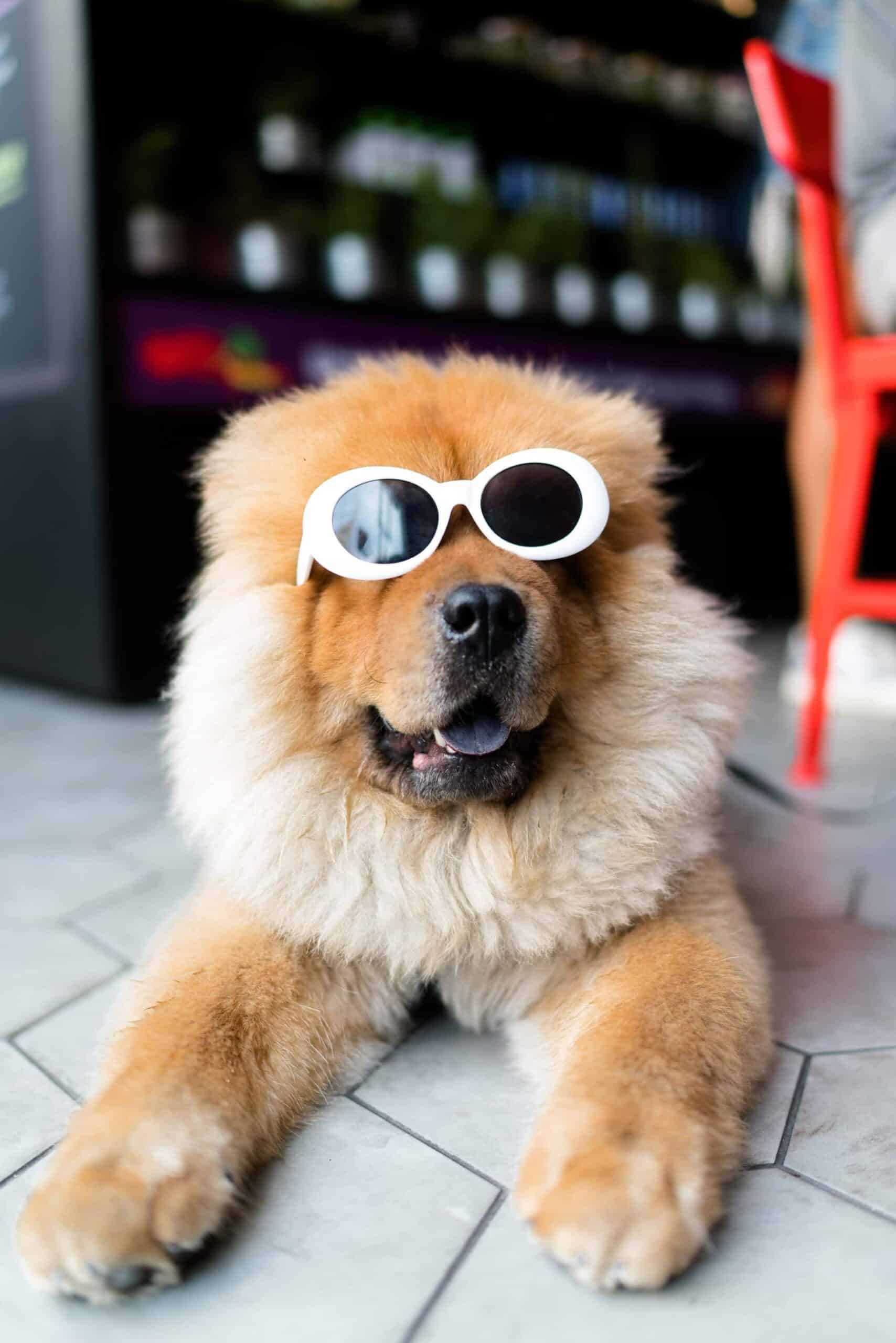 Five Aussie dogs  to follow on Instagram