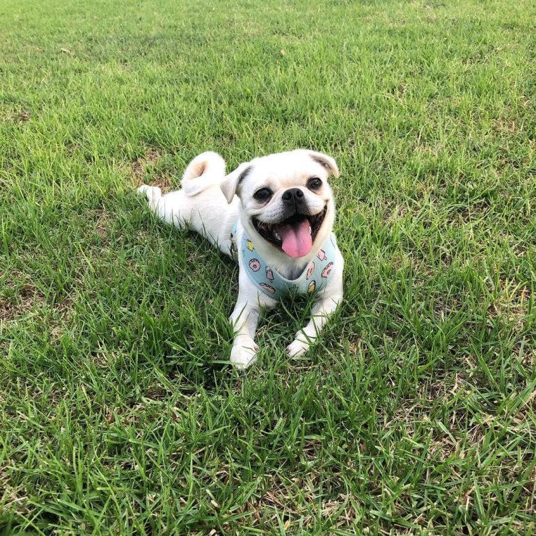 Australia's Most #Lykable Dog has been found
