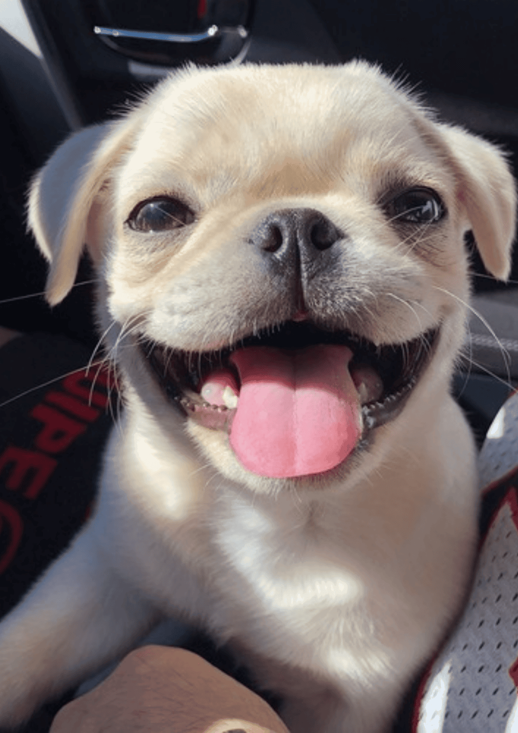 Australia's Most #Lykable Dog has been found